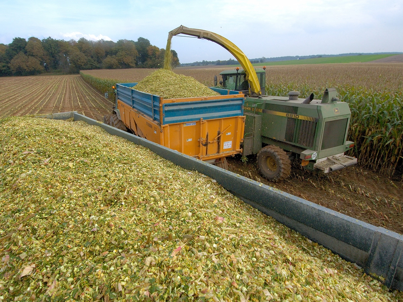 Récolte maïs fourrage : astuces pour déterminer le stade optimal Visuel